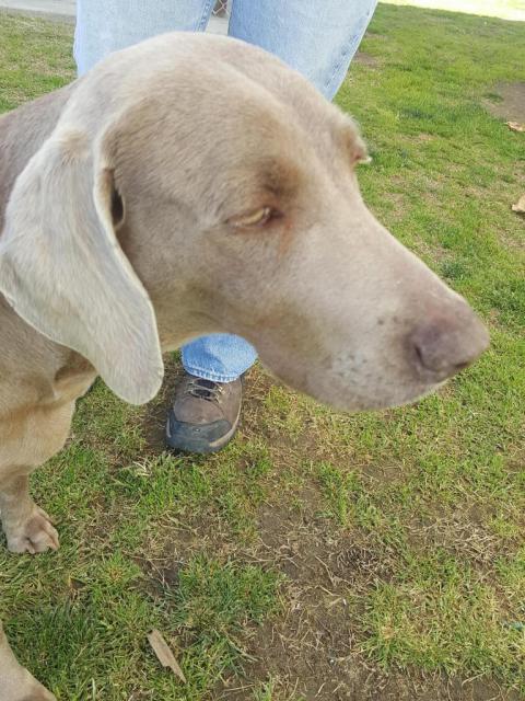 Missy at shelter